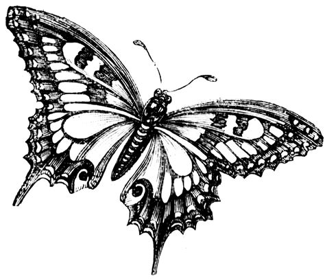 butterfly cartoon black and white|butterfly b&w clip art.